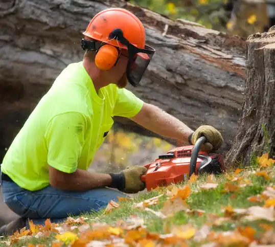 tree services University